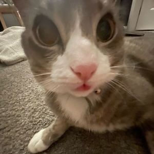 Meet your Posher, Tamsyn